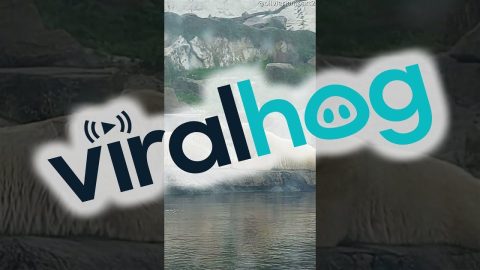 Polar Bears Put On A Show || ViralHog
