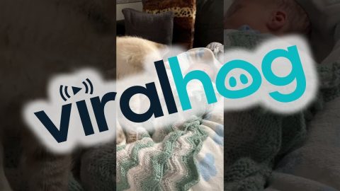 Cat Makes Biscuits On New Sibling || ViralHog