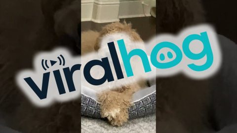 Flashing Smartwatch Confuses Dog || ViralHog