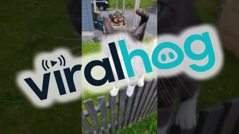 Cat Defies Gravity For Scritches || ViralHog