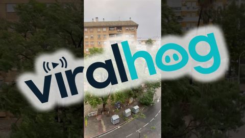 Storm Sends Tree Toppling Onto Car || ViralHog