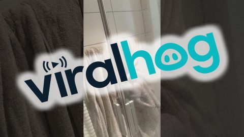 Sphinx Cat Shower Parkour || ViralHog