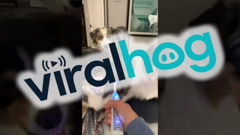 Australian Shepherd Grins At Electric Toothbrush || ViralHog