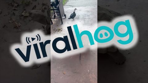 Tortoise Chases Intruding Duck Around Yard || ViralHog