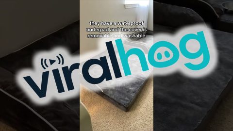 Money Well Spent || ViralHog