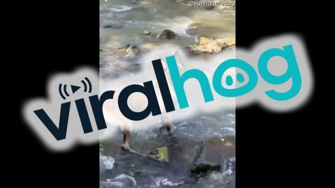 Belgian Malinois Loses Stick to River || ViralHog