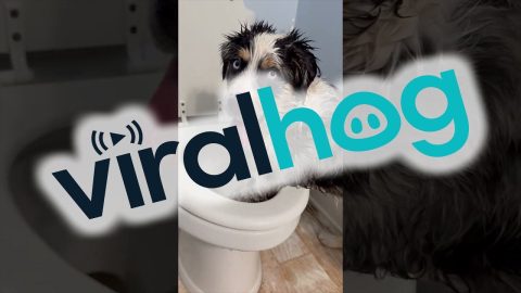 Australian Shepherd Has the Time of Her Life Playing in Toilet || ViralHog