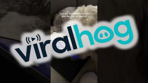 POV: You Accidently Turned Your Dog Into an iPad Kid || ViralHog