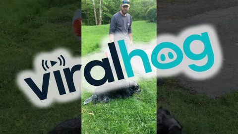 Coat Dried Off With Leaf Blower || ViralHog