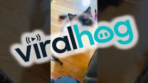 Mocha Wants Your Attention || ViralHog