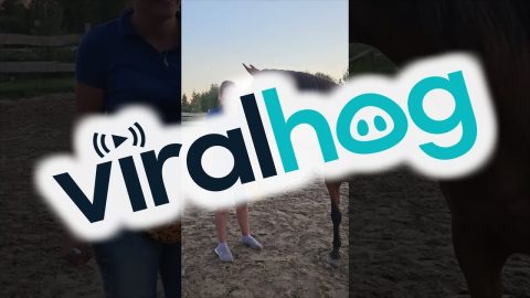 Trainer Builds Special Bond With Horse || ViralHog