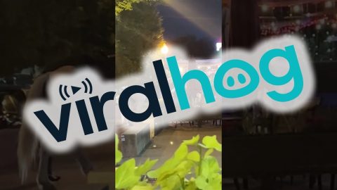Horse Walks Into Dallas Bar || ViralHog