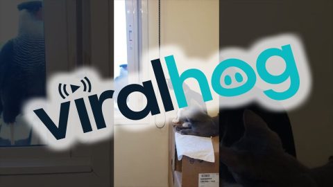 Falcons Eye Felines Through the Window || ViralHog