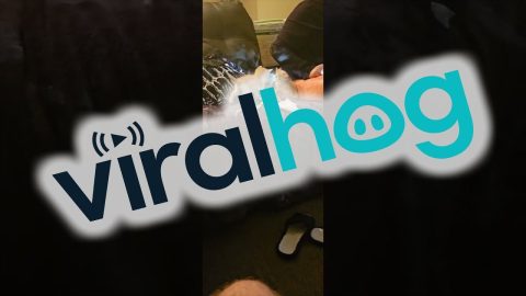 Delayed Startle From Half a Brain Cell || ViralHog