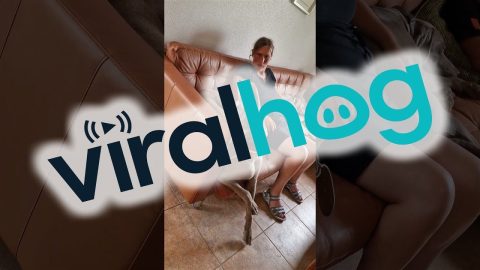 Dog Tries To Find A Comfortable Sleeping Position || ViralHog