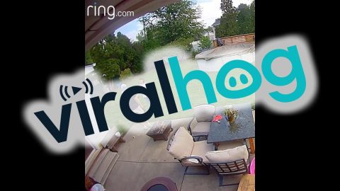 Husband Hits Head On Hanging Planter || ViralHog