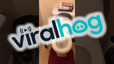 She Loves To Watch The Toilet Flush || ViralHog