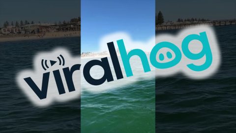 Dolphins Put on a Show for Jet Skiers || ViralHog