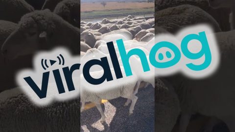 Flock of Floof Causes Traffic Jam || ViralHog