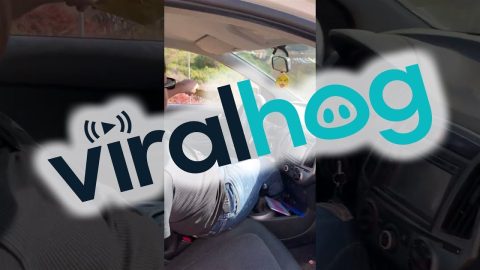 Driver Freaks Out Over Little Green Hitchhiker || ViralHog