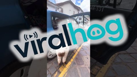 Llamas Take Taxis Too || ViralHog