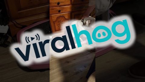 Boxer Puppy Loves Vibration Plate || ViralHog