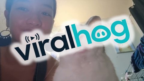 They Say Pets Look Like Their Owners || ViralHog