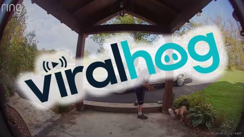 Frenchie Doesn't Like Deliveries || ViralHog