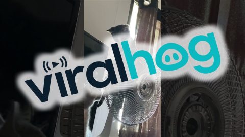 Kitten Rides Oscillating Fan || ViralHog