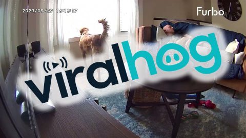 Barking Dog Startles Napper || ViralHog