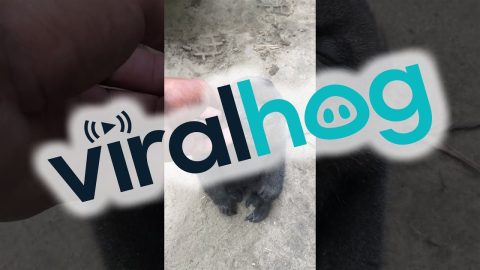 Monkey Wants Some Love || ViralHog