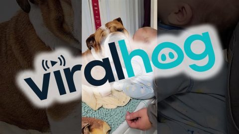 Small Dog Lover Says Goodbye To Bulldog || ViralHog