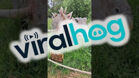 Animatronic Dinosaur's Roar Is Alarming || ViralHog