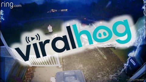 Dad Falls Off Ladder While Hanging Christmas Lights || ViralHog