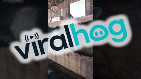 Anteater Found In Lumber || ViralHog