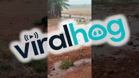 Mama Dog Saves Her Puppies From Storm || ViralHog