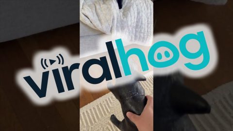 House Cats React to Halloween Decoration || ViralHog