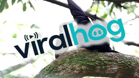 Male Paradise Riflebird Shows Off For Female || ViralHog
