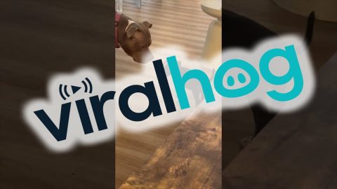 Confident Puppy Plays With Bigger Dog || ViralHog