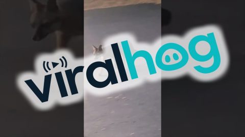 Dinnertime For a Wild Fox || ViralHog