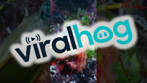Peacock Mantis Shrimp Carries Her Eggs || ViralHog