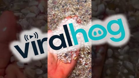 Coquina Clams Shimmy Back Into Place || ViralHog