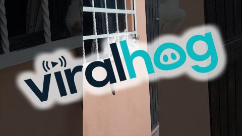 Chill Cat Relaxes in Awkward Position || ViralHog