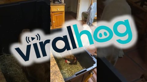 Golden Retriever Shares Toy With Zebu Calf || ViralHog