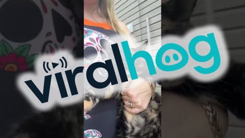 Escaped Chonker Gets Brought Back Inside || ViralHog