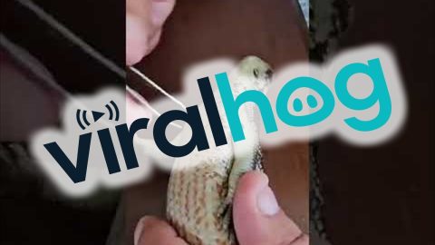 Removing a Blue-tongued Skink's Ticks || ViralHog