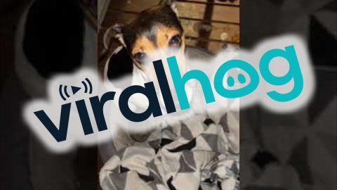Terrier Brings Home A New Friend || ViralHog