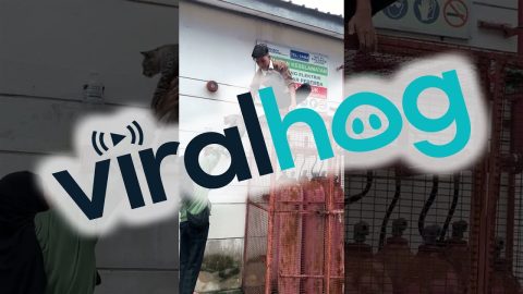 Cage Climb Rescue Of Cat || ViralHog