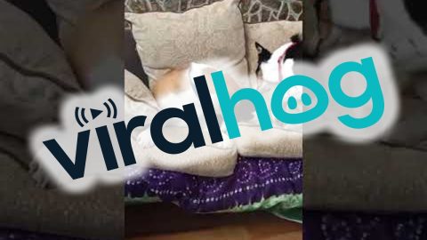 Dogs Welcome New Kitten Into Their Home || ViralHog