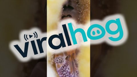 A Very Shocked Shrimp || ViralHog